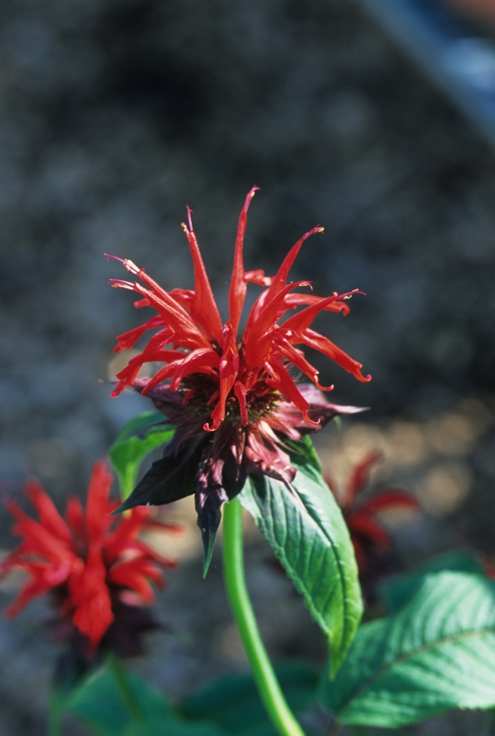 Bee Balm 'Jacob Cline' - Monarda from The Flower Spot Bee Balm 'Jacob Cline' - Monarda from The Flower Spot