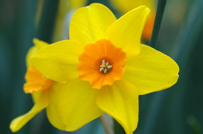 Daffodil - Narcissus from The Flower Spot