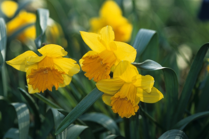 Cut Daffodils - from The Flower Spot
