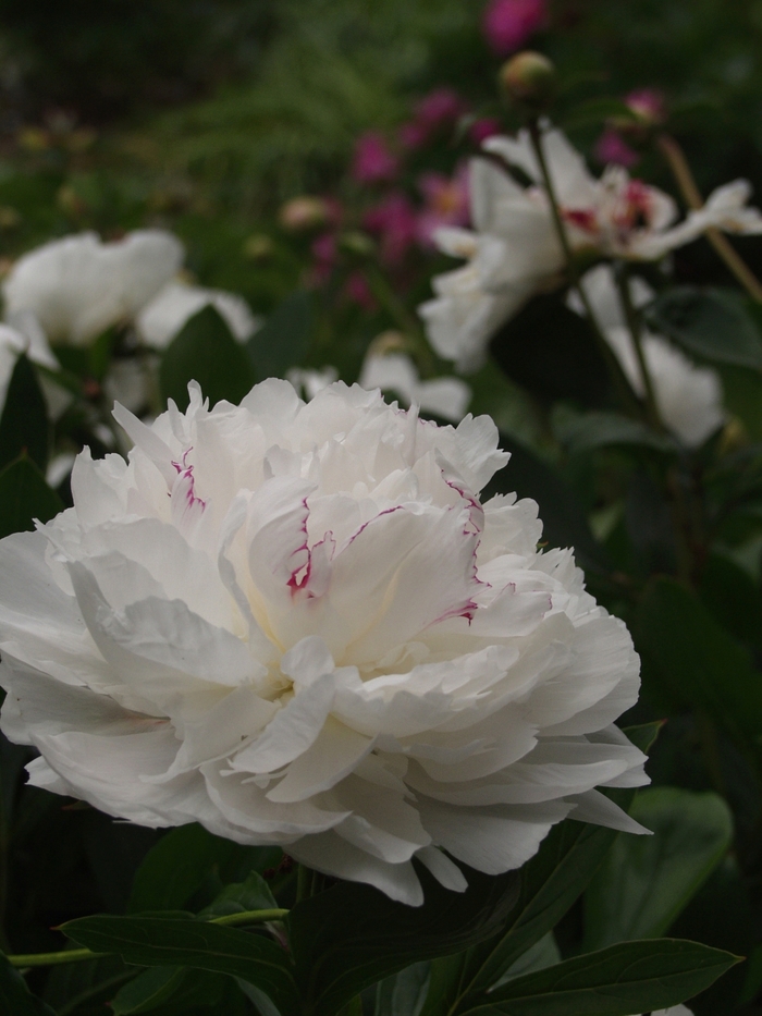 Peony 'Festiva Maxima' - Paeonia lactiflora from The Flower Spot
