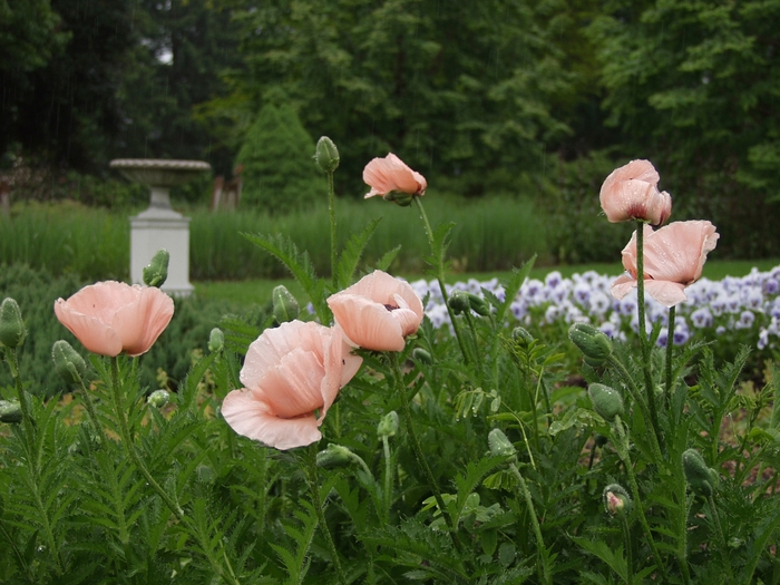 Poppy 'Princess Victoria Louise' - Papaver orientale from The Flower Spot Poppy 'Princess Victoria Louise' - Papaver orientale from The Flower Spot