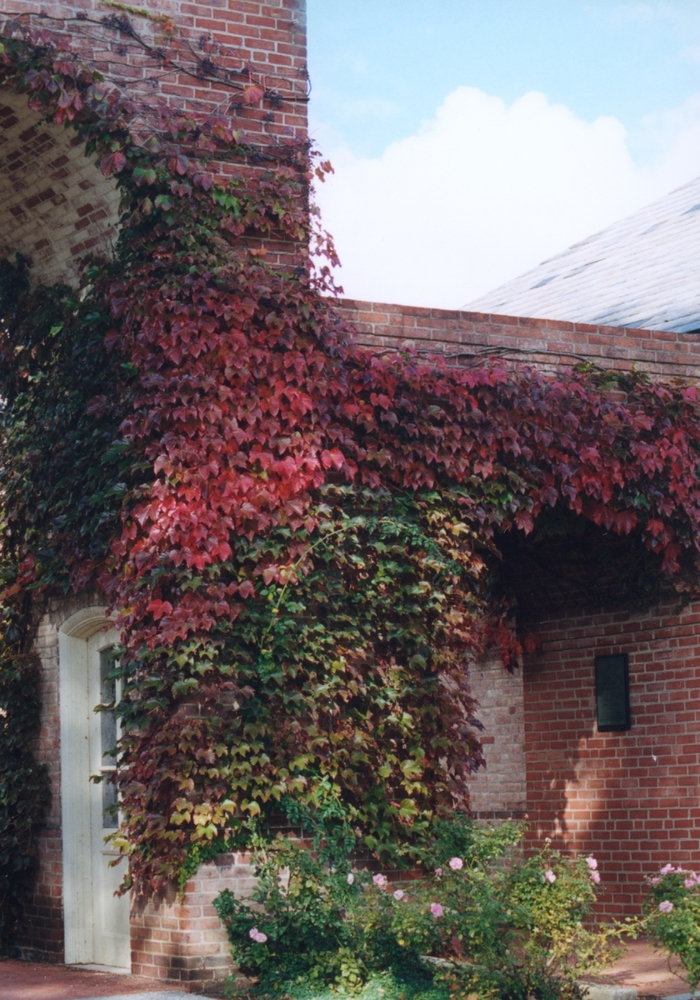 Boston Ivy - Parthenocissus tricuspidata from The Flower Spot