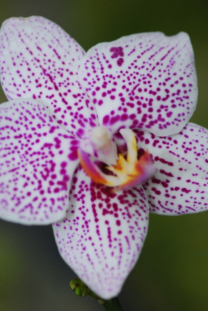 Orchid - Phalaenopsis from The Flower Spot