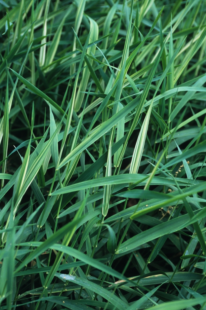 Water Ribbon Grass - Phalaris arundinacea 'Picta' from The Flower Spot