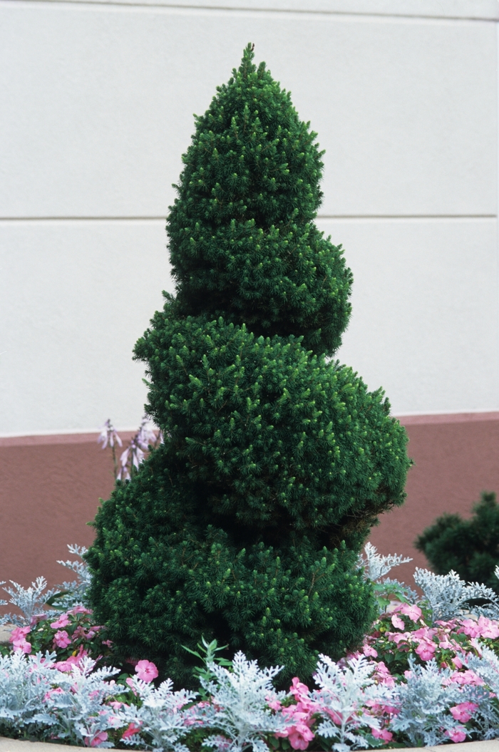 Dwarf Alberta Spruce - Picea glauca 'Conica' from The Flower Spot