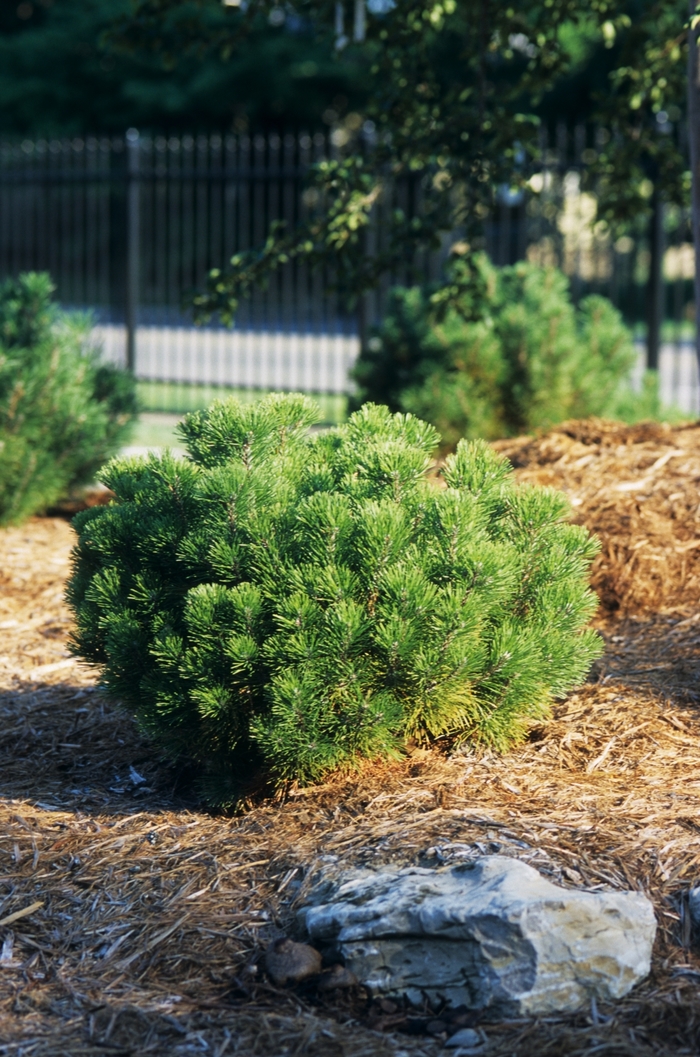 Mugo Pine - Pinus mugo from The Flower Spot