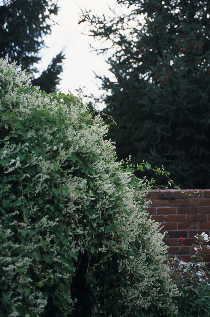 Silver Lace Vine - Polygonum aubertii from The Flower Spot