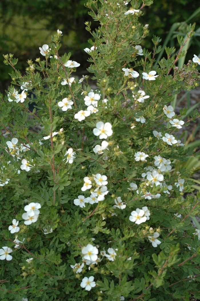 Potentilla 'Abbotswood' - Potentilla fruticosa from The Flower Spot