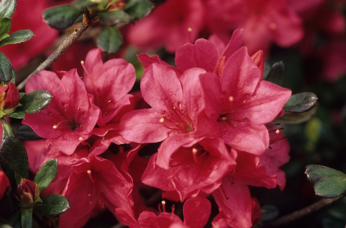 Florist Azalea - Azalea from The Flower Spot