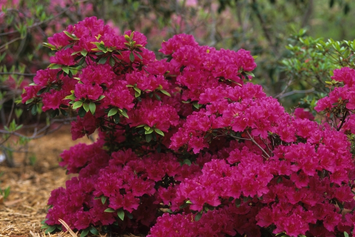 Azalea 'Girard's Fuchsia' - Rhododendron girard hybrid from The Flower Spot Azalea 'Girard's Fuchsia' - Rhododendron girard hybrid from The Flower Spot
