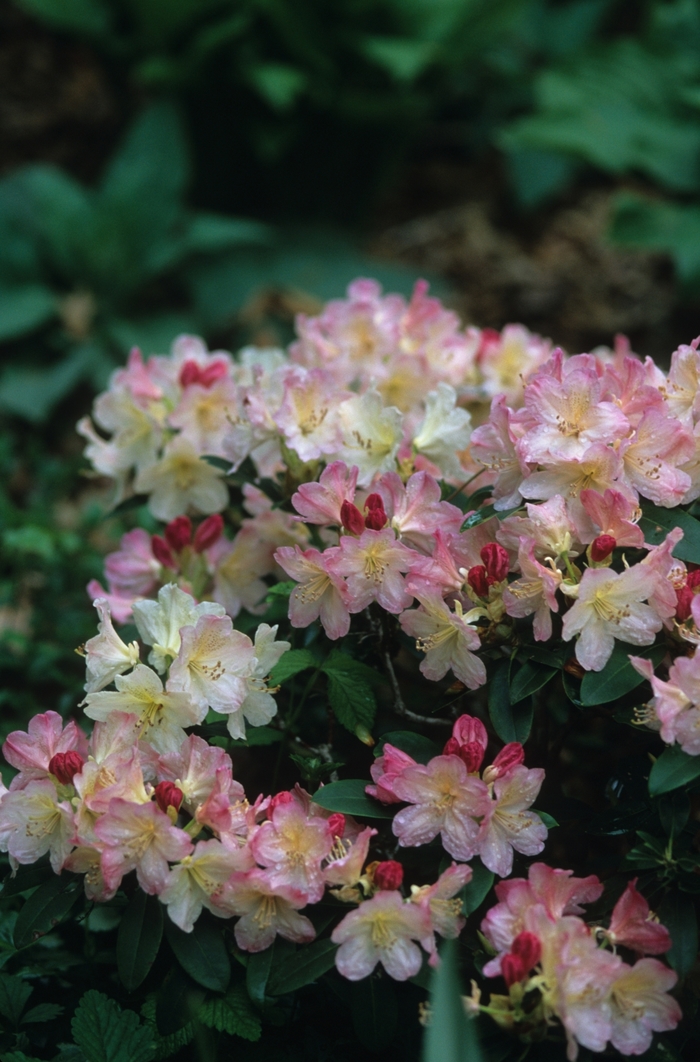 Rhododendron 'Percy Wiseman' - Rhododendron from The Flower Spot