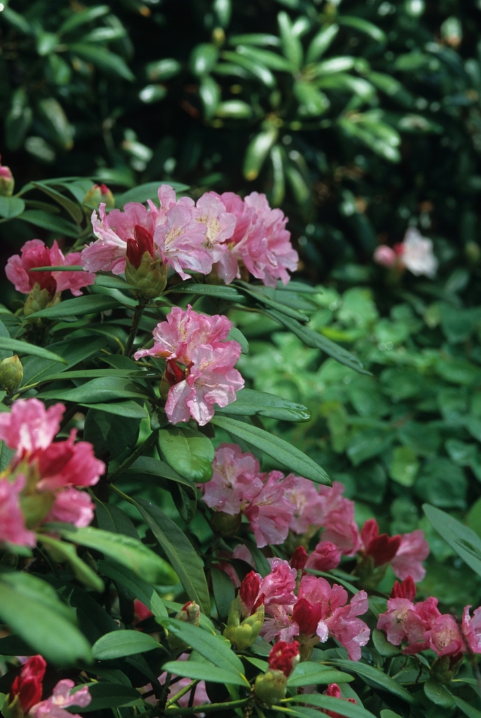 Rhododendron 'Yaku Prince' - Rhododendron from The Flower Spot