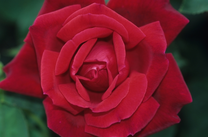 Rose 'Chrysler Imperial' - Rosa from The Flower Spot Rose 'Chrysler Imperial' - Rosa from The Flower Spot