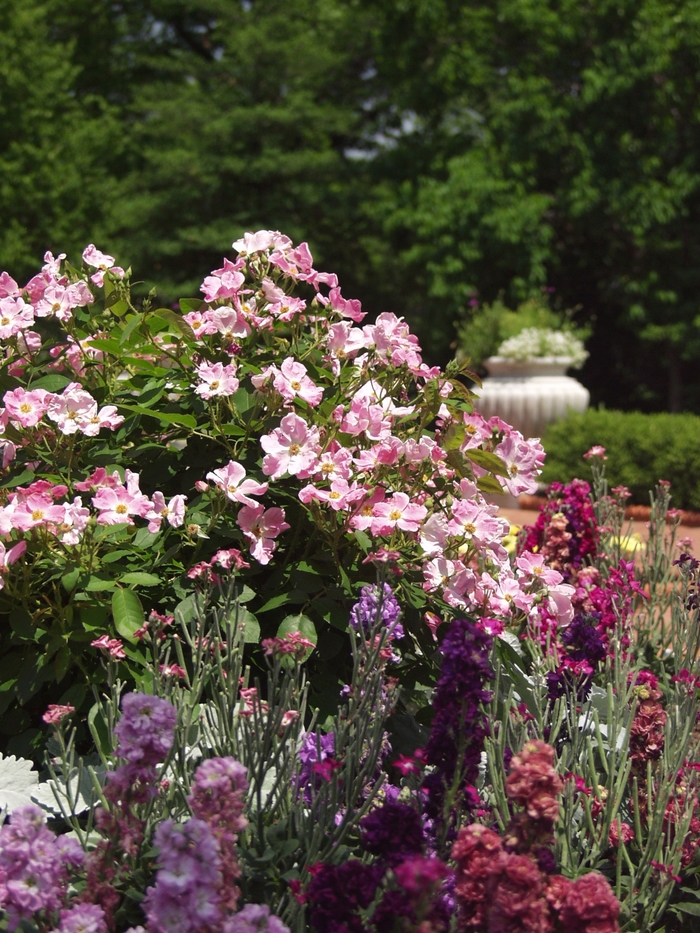 Rose 'New Dawn' - Rosa from The Flower Spot