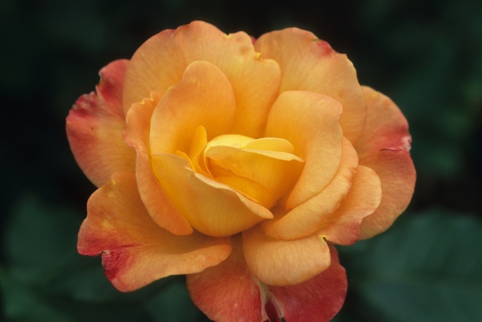 Rose 'Rio Samba' - Rosa from The Flower Spot Rose 'Rio Samba' - Rosa from The Flower Spot