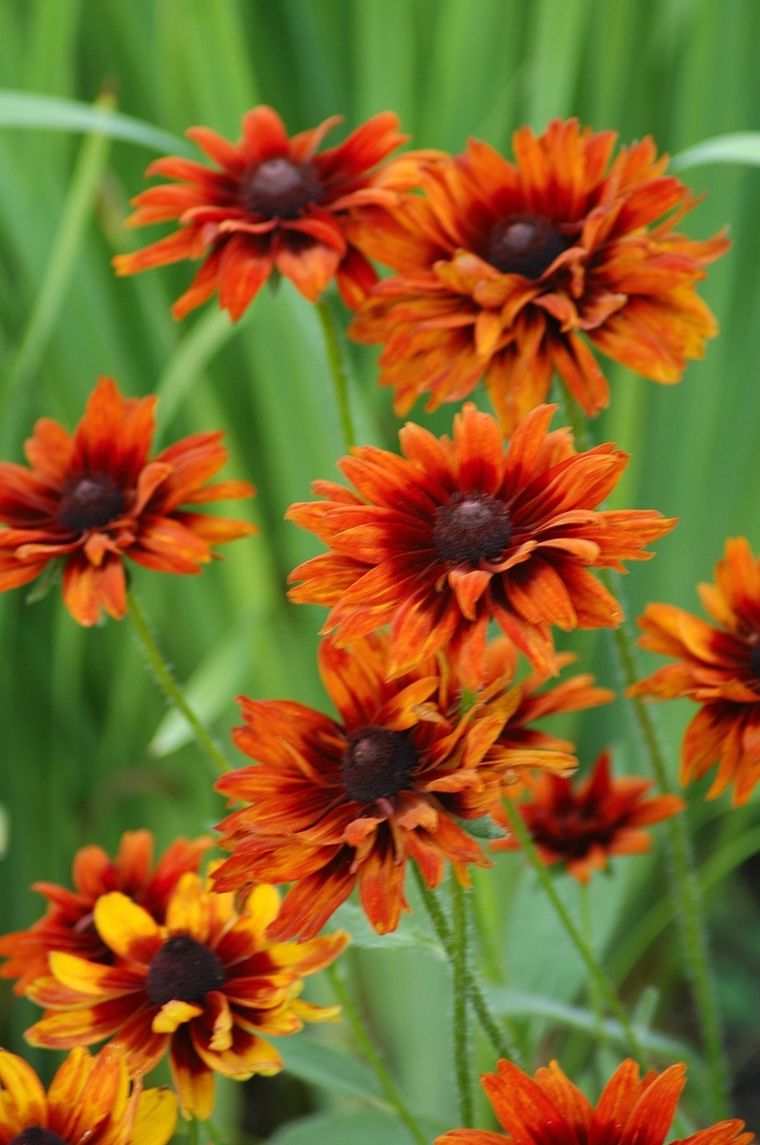 Rudbeckia 'Cherokee Sunset' - Rudbeckia hirta (Black Eyed Susan) from The Flower Spot