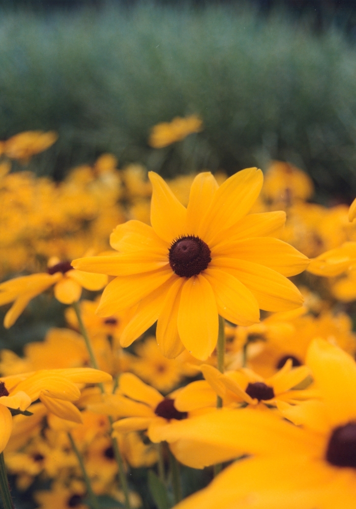Rudbeckia 'Indian Summer' - Rudbeckia hirta (Black Eyed Susan) from The Flower Spot
