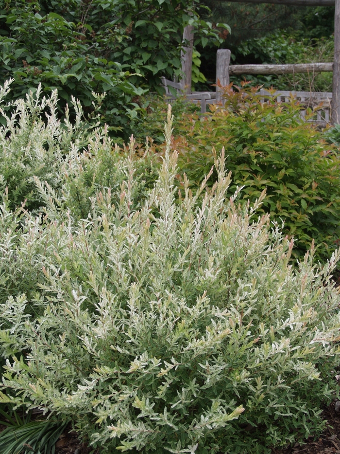 Willow 'Hakuro Nishiki' - Salix integra from The Flower Spot Willow 'Hakuro Nishiki' - Salix integra from The Flower Spot