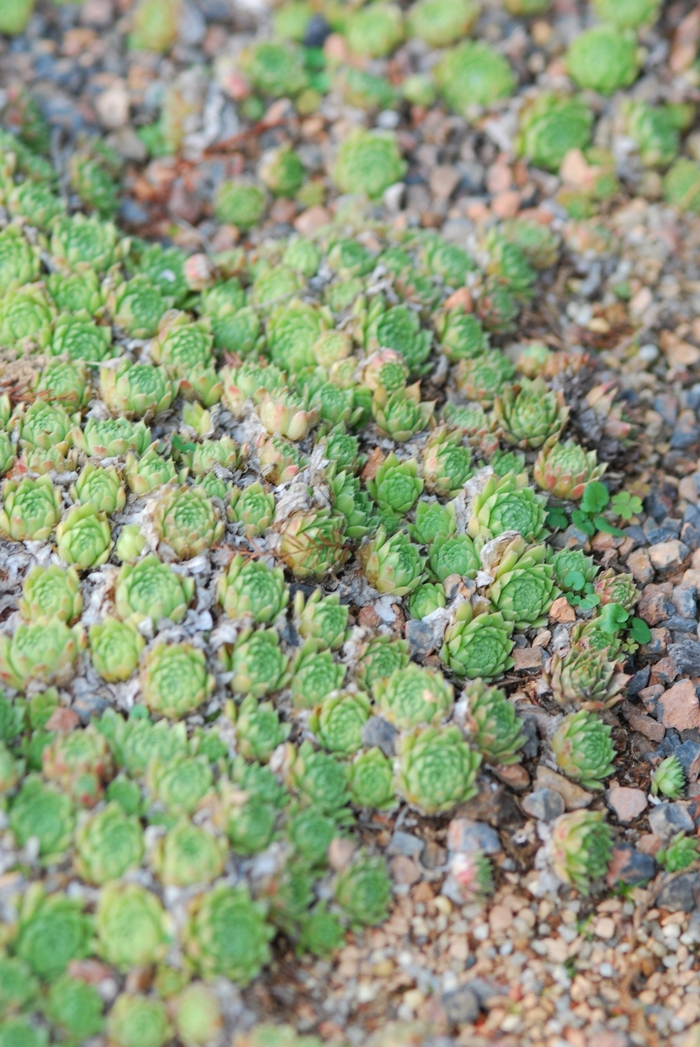 Hens and Chicks 'Pekinese' - Sempervivum from The Flower Spot Hens and Chicks 'Pekinese' - Sempervivum from The Flower Spot