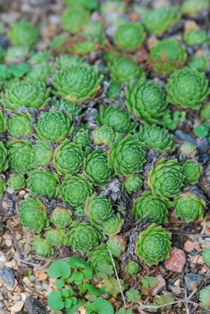 Hens and Chicks 'Raspberry Ice' - Sempervivum from The Flower Spot