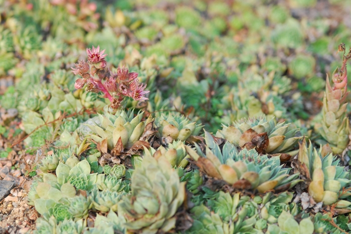 Thayne Hen and Chickens - Sempervivum 'Thayne' from The Flower Spot