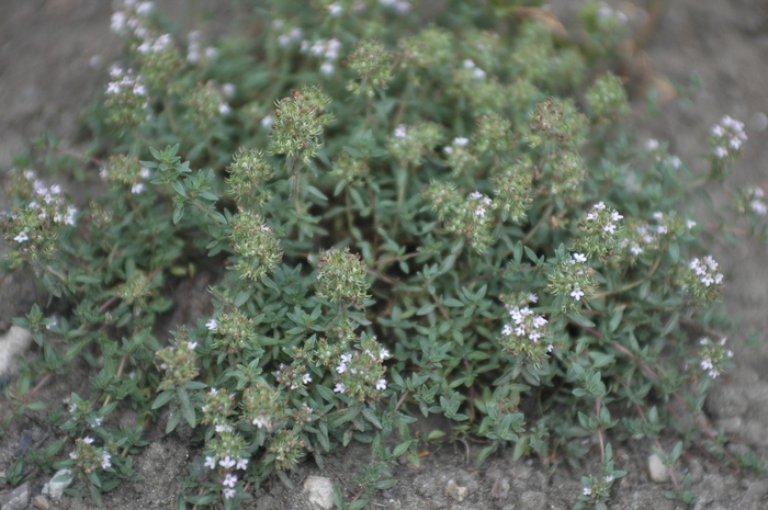 Thyme 'Provence' - Thymus faustinoi from The Flower Spot Thyme 'Provence' - Thymus faustinoi from The Flower Spot