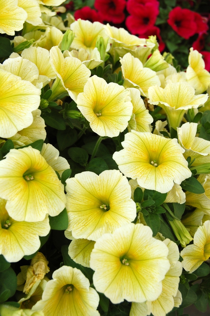 Potunia Yellow - Petunia from The Flower Spot
