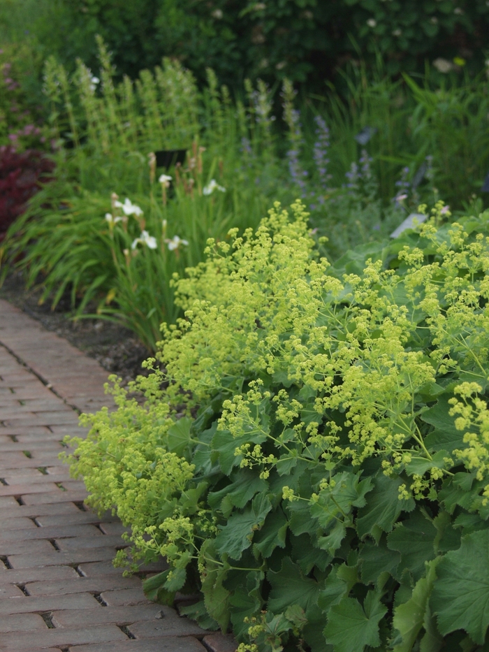 Lady's Mantle - Alchemilla mollis from The Flower Spot
