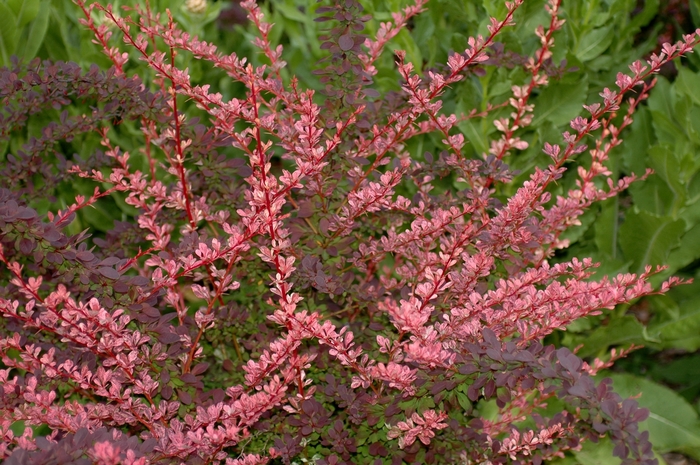 Japanese Barberry - Berberis thunbergii 'Rose Glow' from The Flower Spot