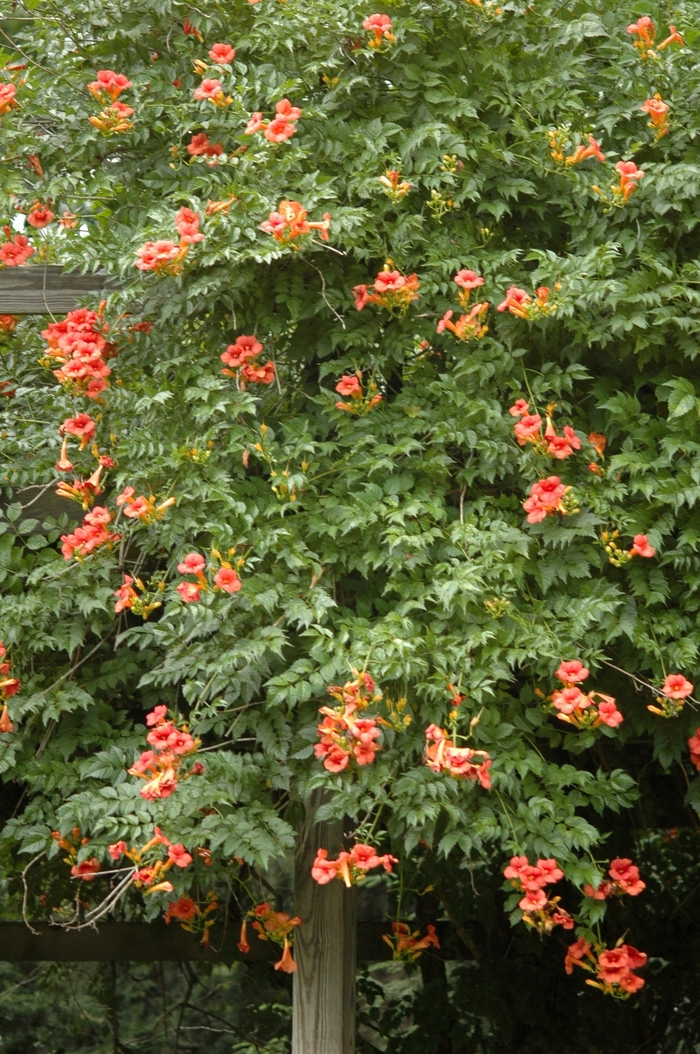 Assorted Trumpet Vine - Campsis radicans from The Flower Spot