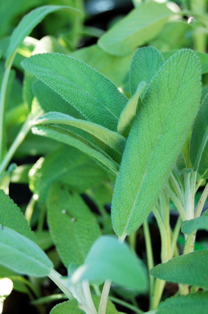 Sage 'Grower's Friend' - Salvia officinalis from The Flower Spot Sage 'Grower's Friend' - Salvia officinalis from The Flower Spot