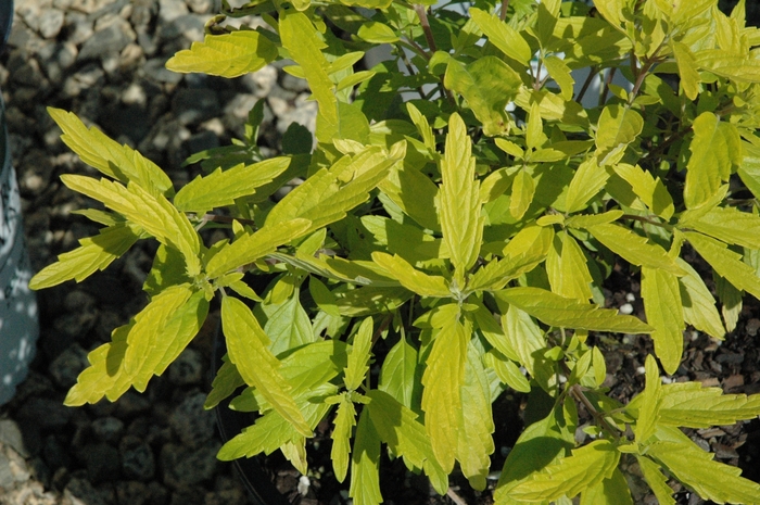 Lil Miss Sunshine® - Caryopteris x clandonensis from The Flower Spot Lil Miss Sunshine® - Caryopteris x clandonensis from The Flower Spot