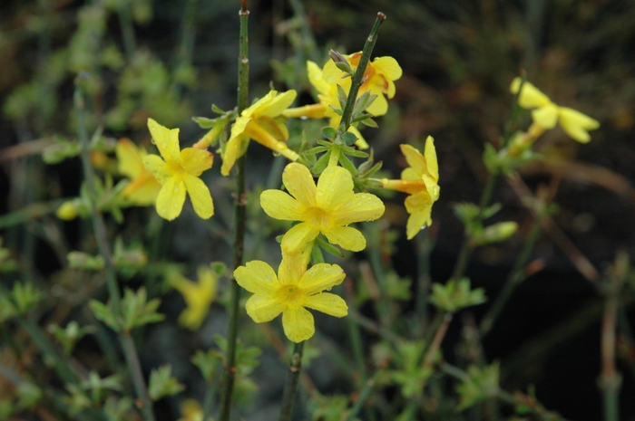 Jasmine 'Winter' - Jasminum nudiflorum from The Flower Spot Jasmine 'Winter' - Jasminum nudiflorum from The Flower Spot