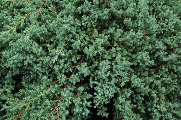 Dwarf Japanese Juniper - Juniperus procumbens 'Nana' from The Flower Spot