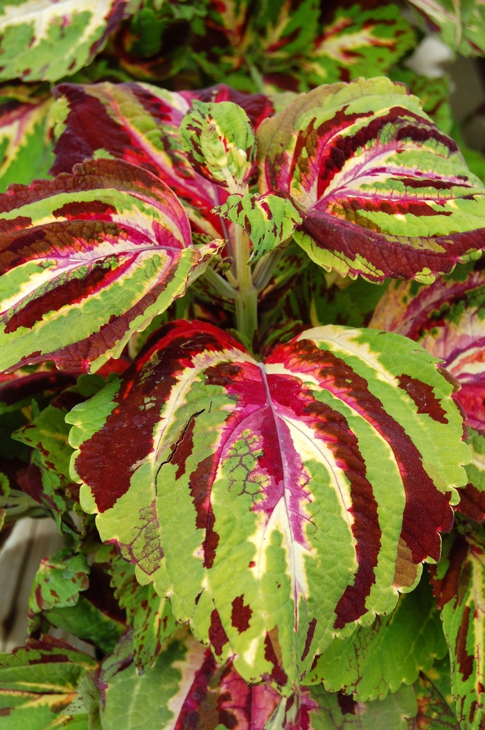 Coleus 'Kong Mix' - Solenostemon from The Flower Spot Coleus 'Kong Mix' - Solenostemon from The Flower Spot