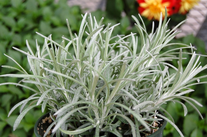 Helichrysum 'Silver Threads' - Helichrysum italicum 'Silver Threads' from The Flower Spot