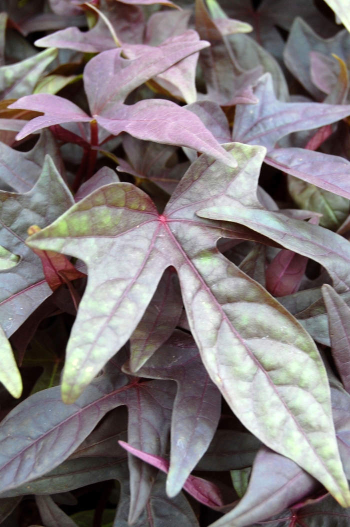 Sweet Potato Vine 'SolarTower Black' - Ipomoea batatas from The Flower Spot