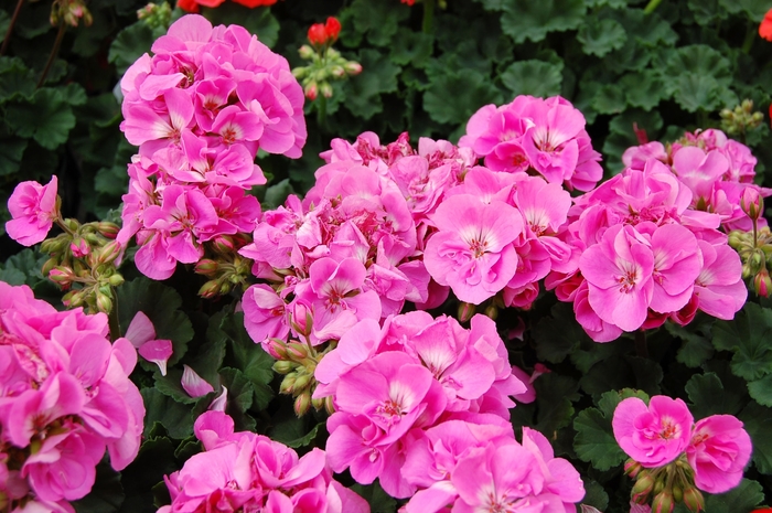 Geranium 'Tango Deep Pink' - Pelargonium x hortorum (Zonal Geranium) from The Flower Spot Geranium 'Tango Deep Pink' - Pelargonium x hortorum (Zonal Geranium) from The Flower Spot