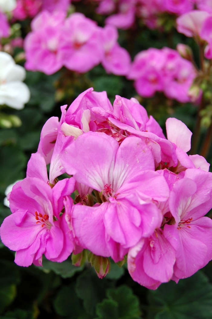 Geranium 'Tango Lavender' - Pelargonium x hortorum (Zonal Geranium) from The Flower Spot Geranium 'Tango Lavender' - Pelargonium x hortorum (Zonal Geranium) from The Flower Spot