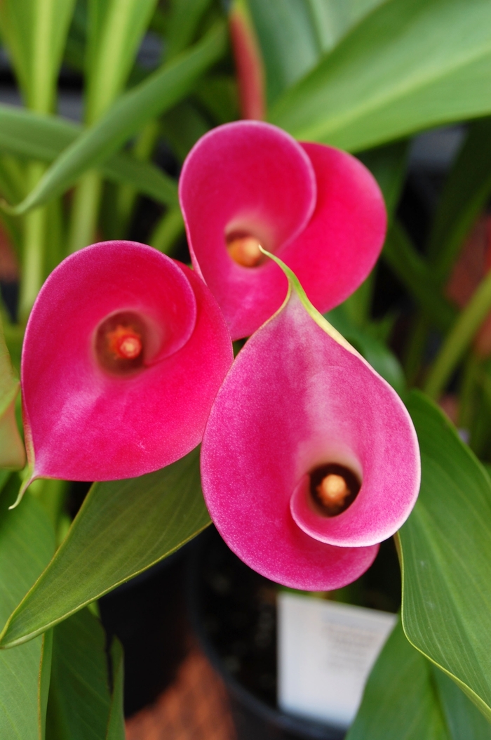 Calla Lily - Zantedeschia aethiopica from The Flower Spot