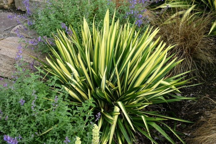 Yucca 'Colour Guard - Yucca filamentosa 'Color Guard' from The Flower Spot