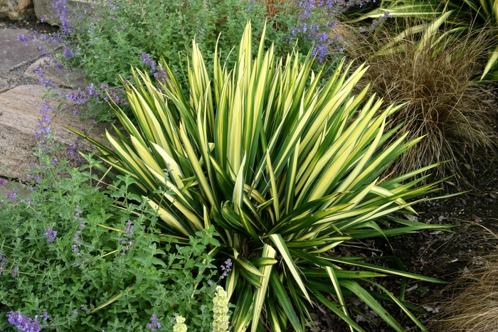 Yucca 'Colour Guard - Yucca filamentosa 'Color Guard' from The Flower Spot Yucca 'Colour Guard - Yucca filamentosa 'Color Guard' from The Flower Spot