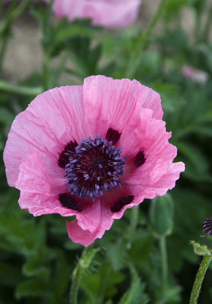 Oriental Poppy 'Multiple Varieties' - Papaver orientale from The Flower Spot Oriental Poppy 'Multiple Varieties' - Papaver orientale from The Flower Spot