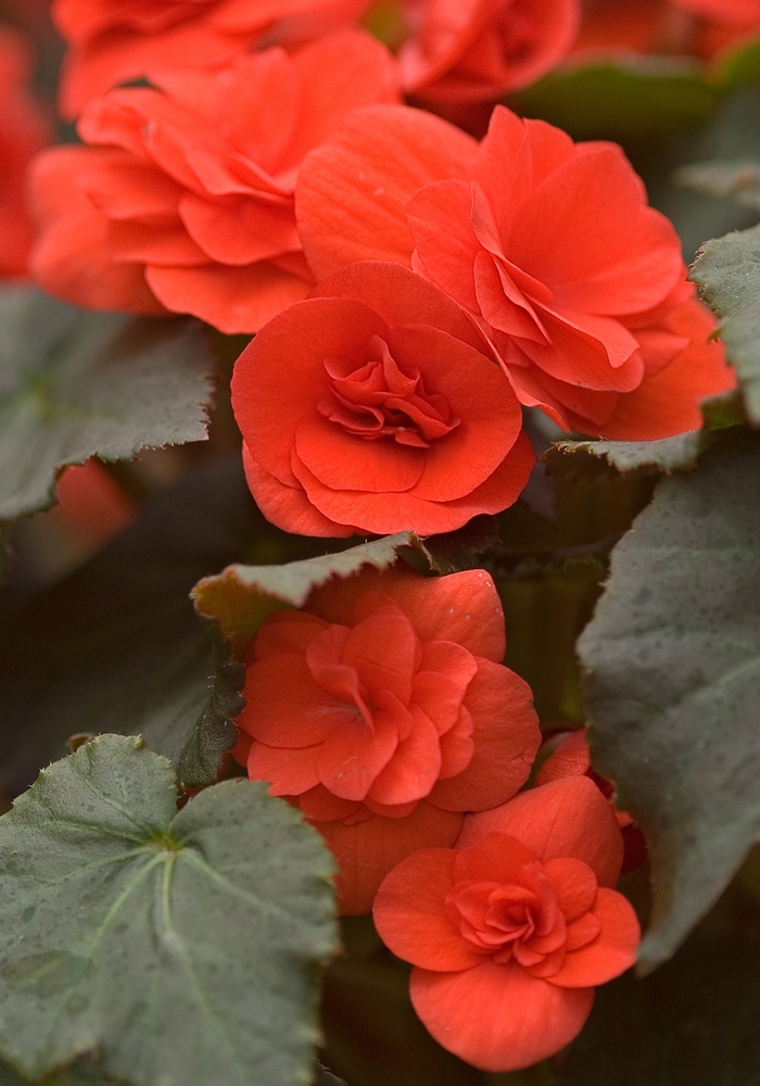 Begonia 'Solenia Mix' - Begonia hiemalis from The Flower Spot