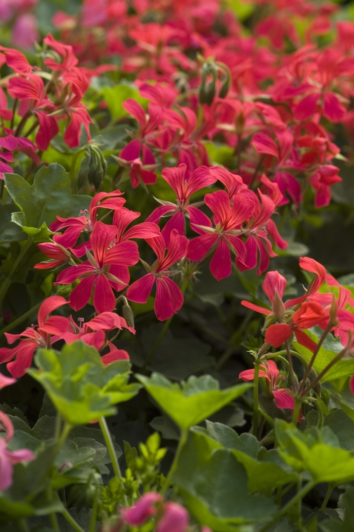 Geranium 'Mini Cascade' - Pelargonium (Ivy Geranium) from The Flower Spot Geranium 'Mini Cascade' - Pelargonium (Ivy Geranium) from The Flower Spot