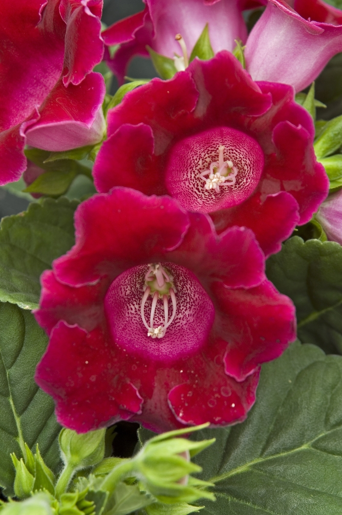Gloxinia - Sinningia speciosa from The Flower Spot Gloxinia - Sinningia speciosa from The Flower Spot