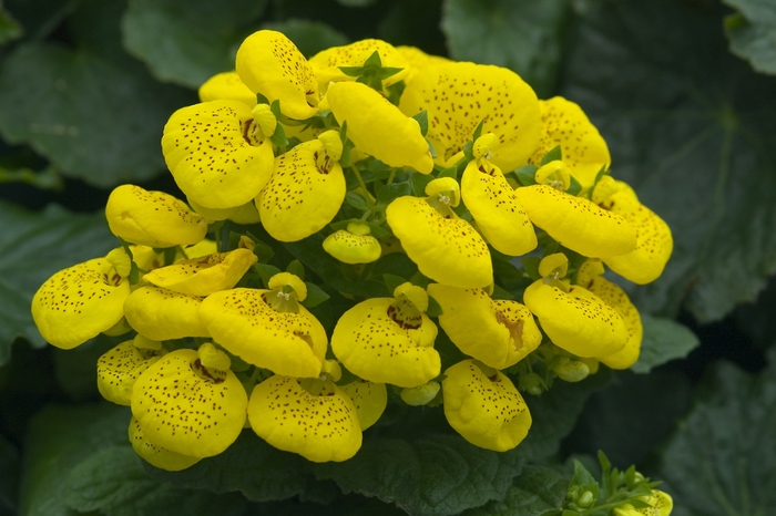 Pocketbook Plant - Calceolaria from The Flower Spot
