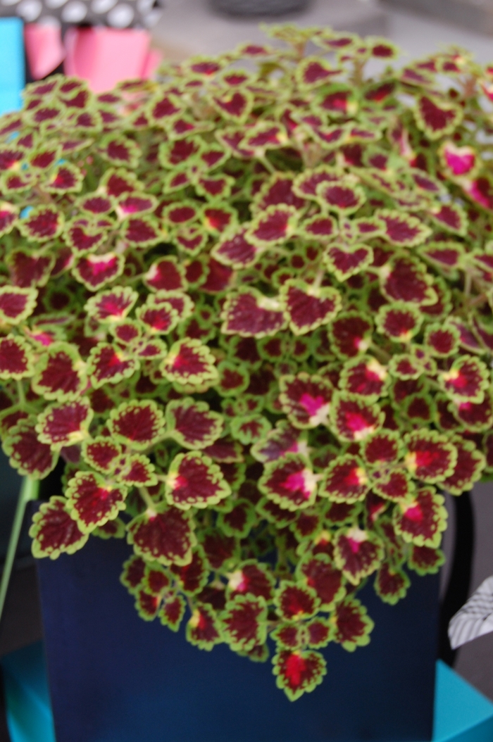 Coleus 'Burgundy Wedding Train' - Solenostemon from The Flower Spot