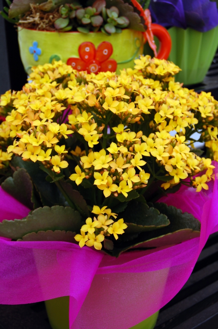 Kalanchoe - Kalanchoe blossfeldiana from The Flower Spot Kalanchoe - Kalanchoe blossfeldiana from The Flower Spot