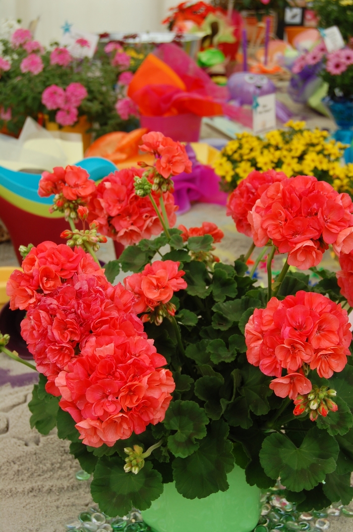 Geranium - Pelargonium from The Flower Spot